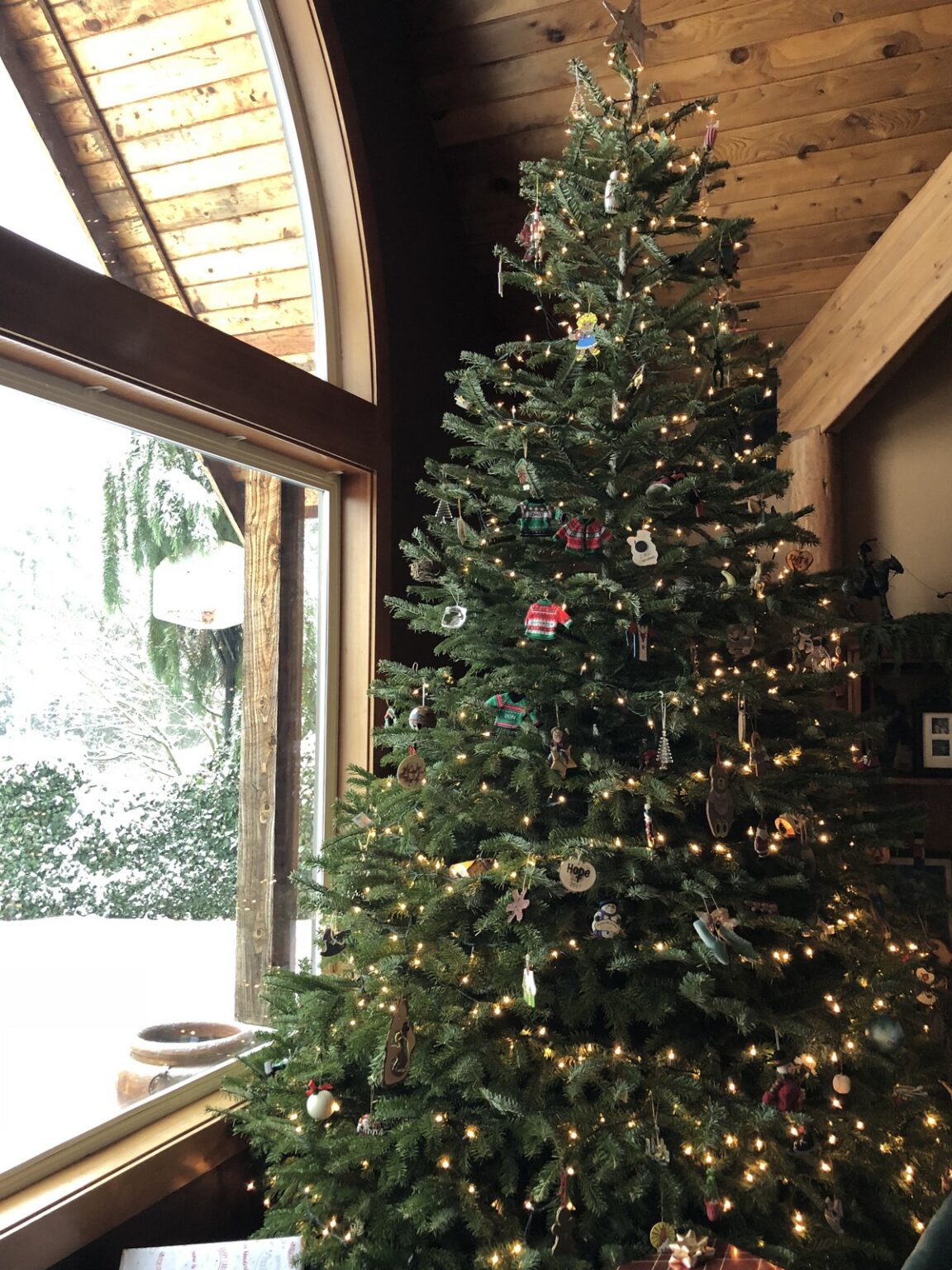 Gallery Holiday U Cut Christmas Trees